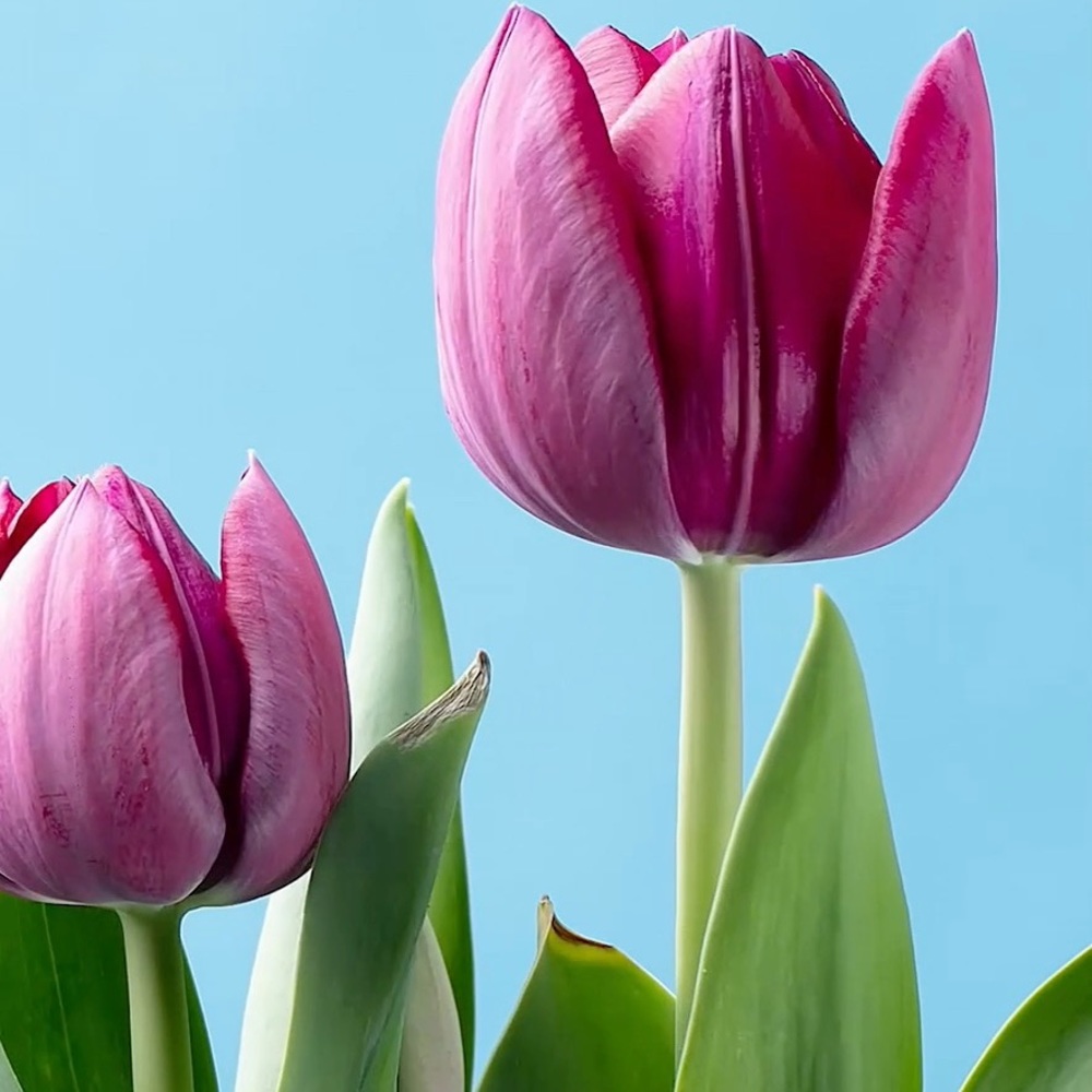 Meet your Posher, Ceelya